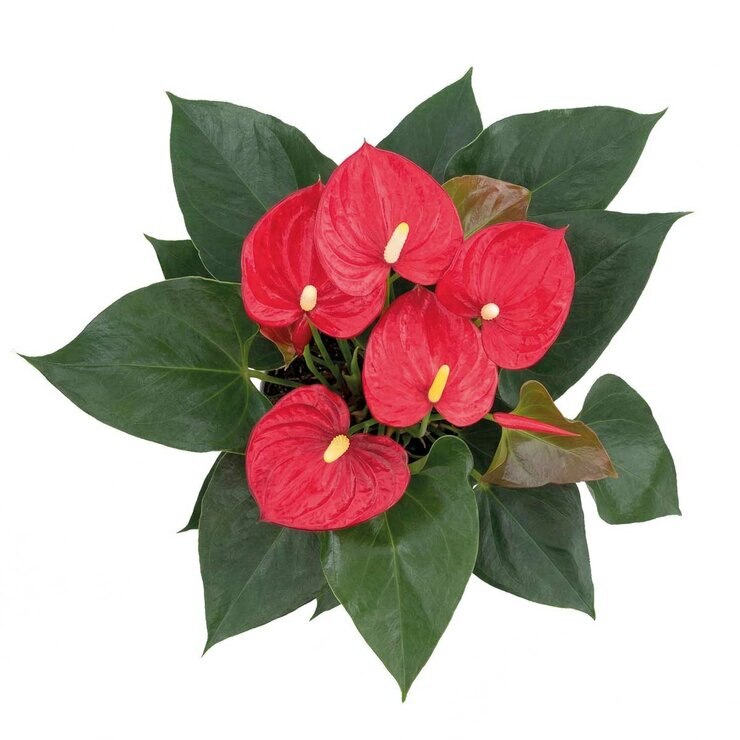 Chiltepec, Anthurium Rojo Natural 1 Pieza — Imagen 2 de 2