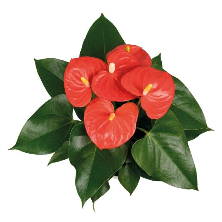 Chiltepec, Anthurium Natural Color Naranja 1 Pieza — Imagen 2 de 2