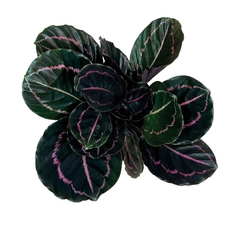 Chiltepec, Calathea Natural en Maceta Blanca — Imagen 2 de 2