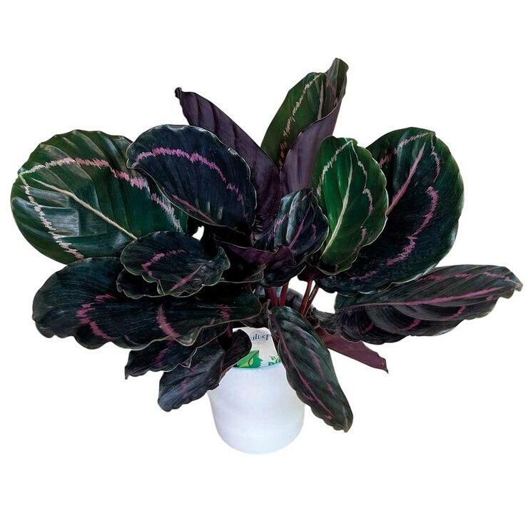Chiltepec, Calathea Natural en Maceta Blanca