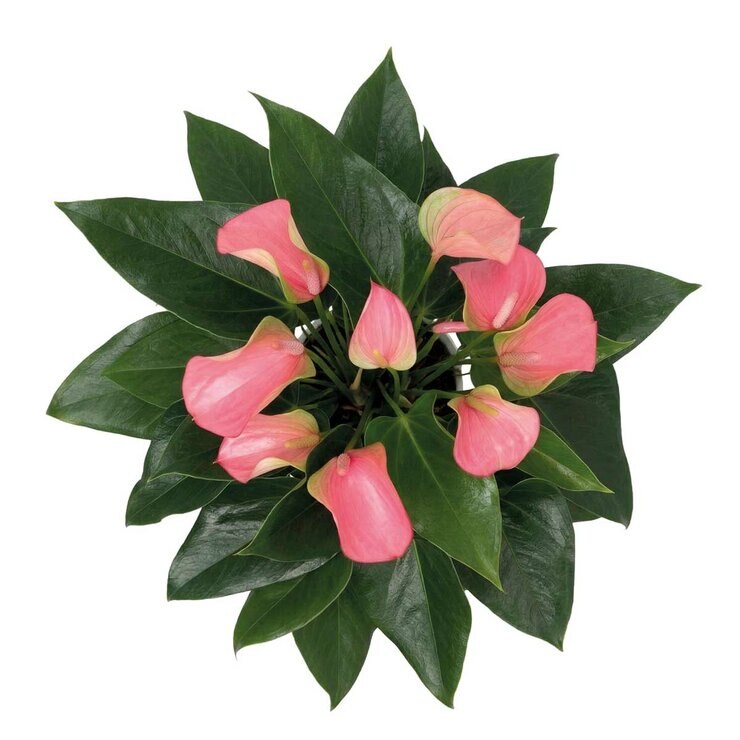 Chiltepec, Anthurium Rosa Natural 1 Pieza — Imagen 2 de 2
