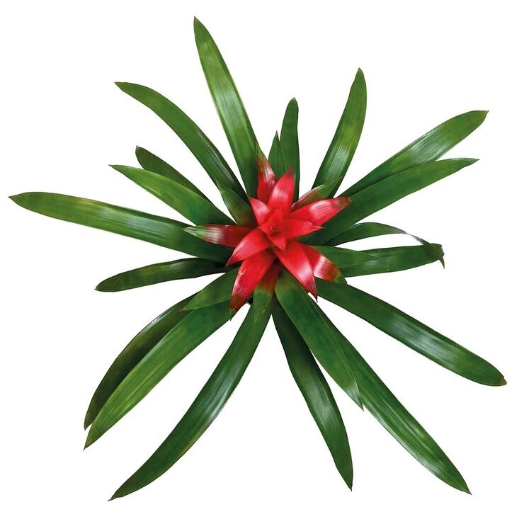 Chiltepec, Bromelia Natural Color Rojo 1 Pieza — Imagen 2 de 2