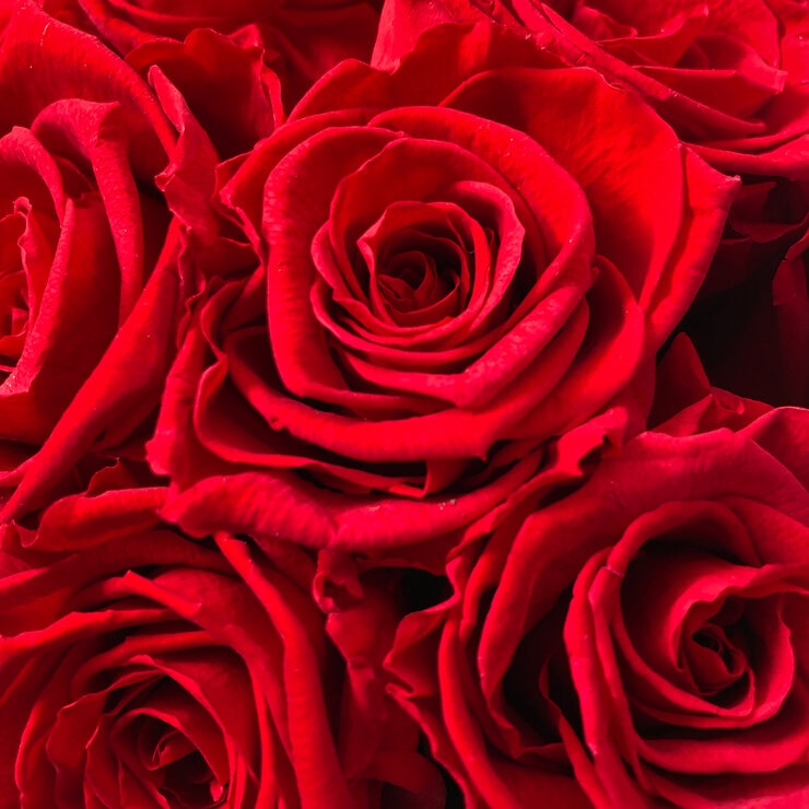 Alive,Bouquet 12 Rosas Rojas, Caja Negra, Duración 6 Meses. — Imagen 3 de 4
