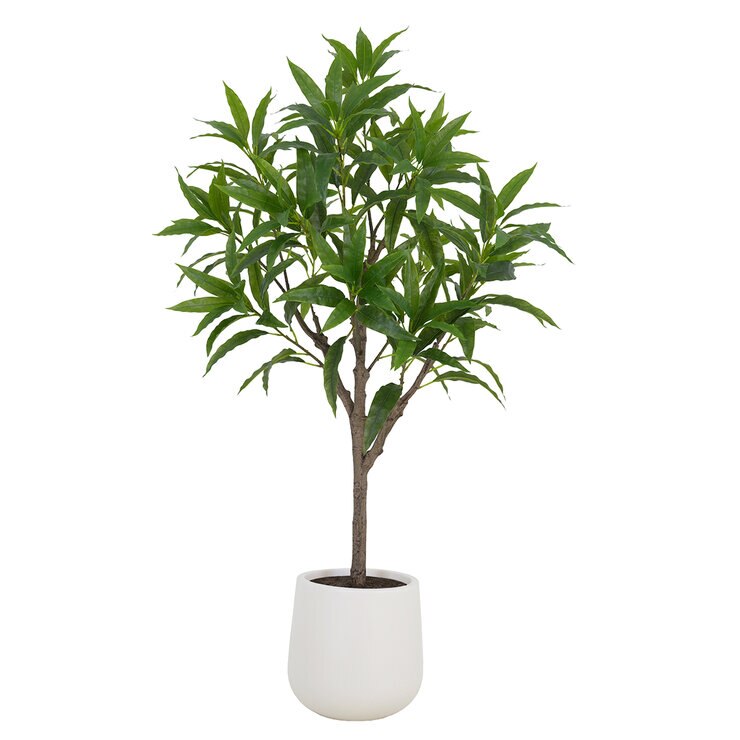 CGH, Árbol de Mango de Aspecto Natural — Imagen 2 de 4