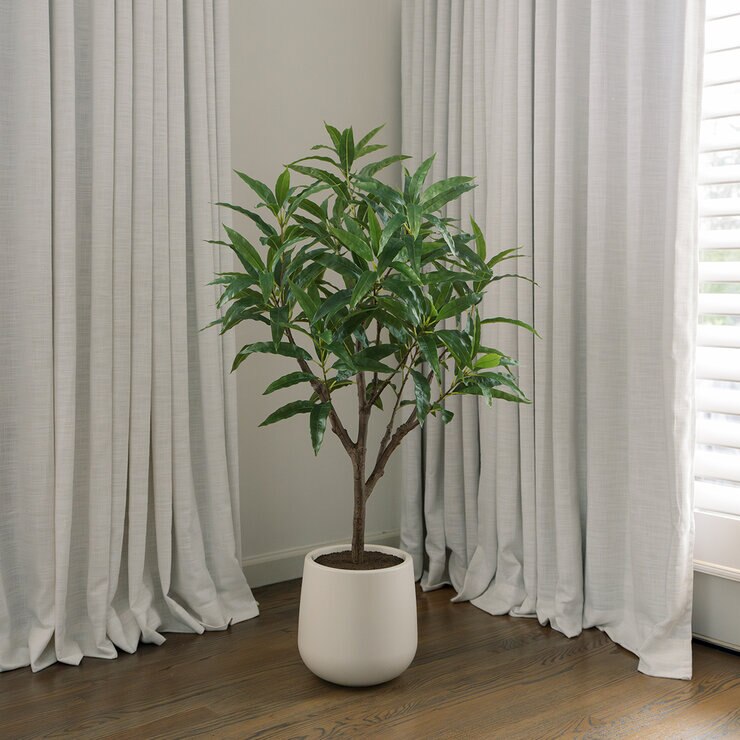 CGH, Árbol de Mango de Aspecto Natural — Imagen 1 de 4