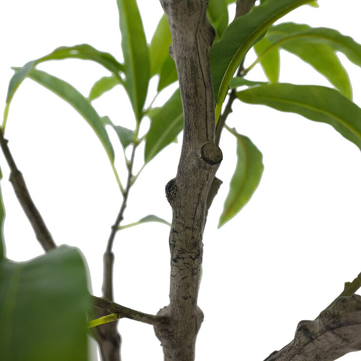 CGH, Árbol de Mango de Aspecto Natural — Imagen 3 de 4