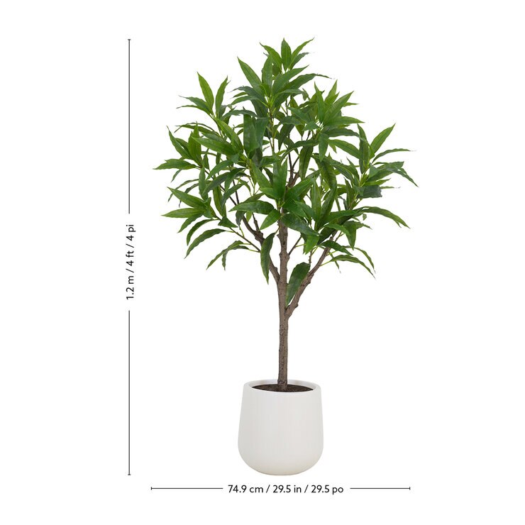 CGH, Árbol de Mango de Aspecto Natural — Imagen 4 de 4