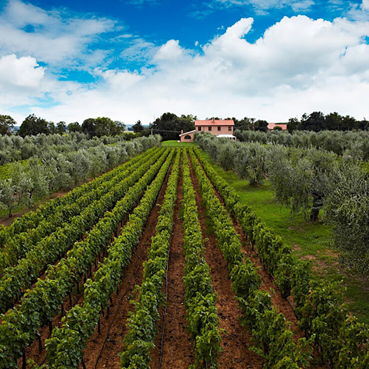 Vino Tinto Allegrini Poggio Al Tesoro Mediterra 750ml — Imagen 2 de 3