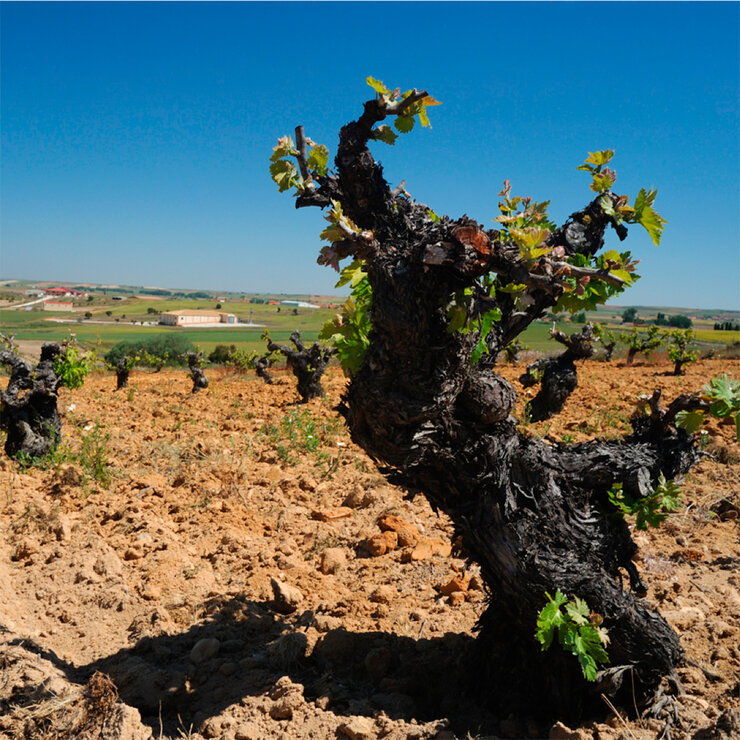 Vino Tinto Juan Gil Crianza 750ml — Imagen 2 de 4