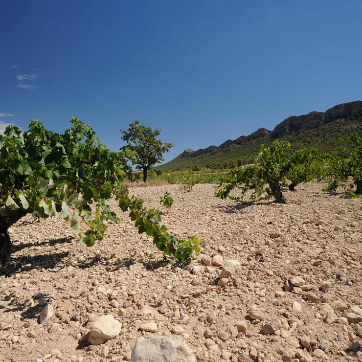 Vino Tinto Juan Gil Crianza 750ml — Imagen 3 de 4