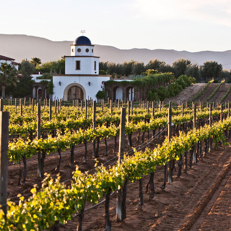 Vino Tinto Miguel Adobe Guadalupe 750ml — Imagen 3 de 3