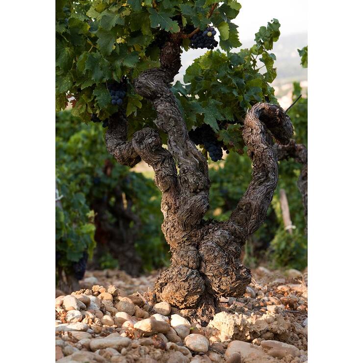 Vino Tinto Domaine Des Senechaux 750ml — Imagen 2 de 4