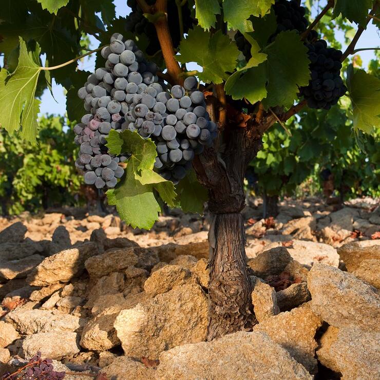 Vino Tinto Domaine Des Senechaux 750ml — Imagen 3 de 4