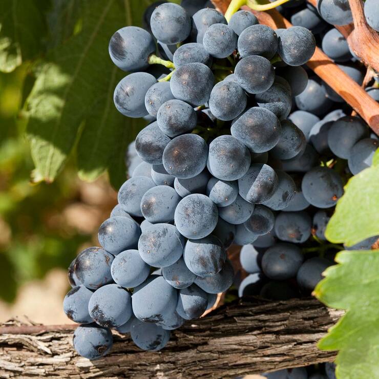 Vino Tinto Domaine Des Senechaux 750ml — Imagen 4 de 4