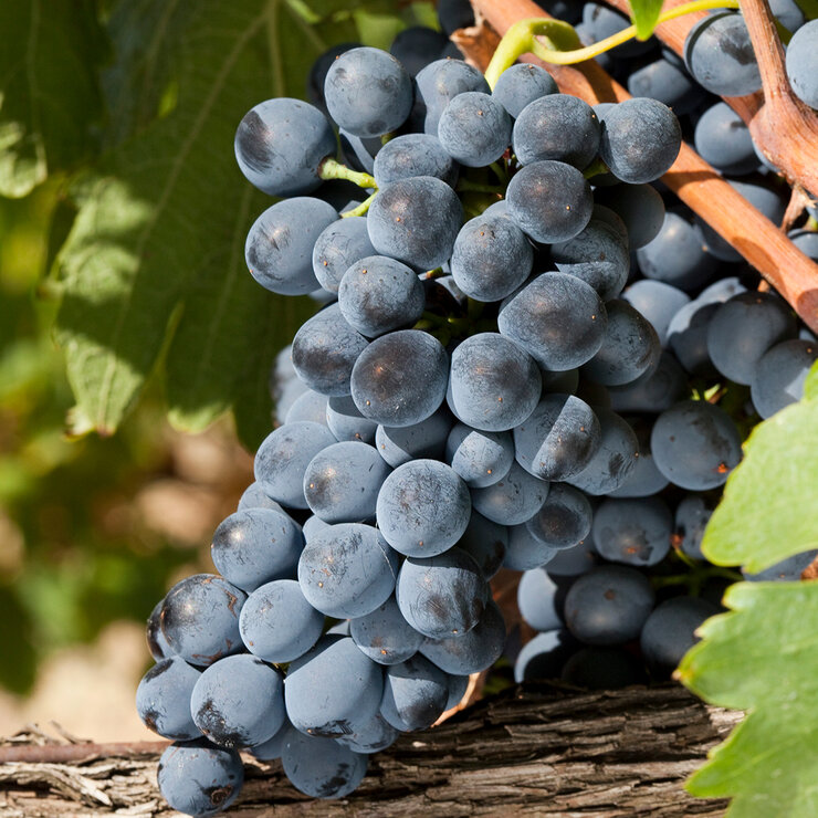 Vino Tinto Pauillac de Lynch 750ml — Imagen 2 de 3