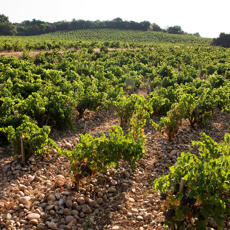 Vino Tinto Cotes Du Rhone Reserve 750ml — Imagen 2 de 4