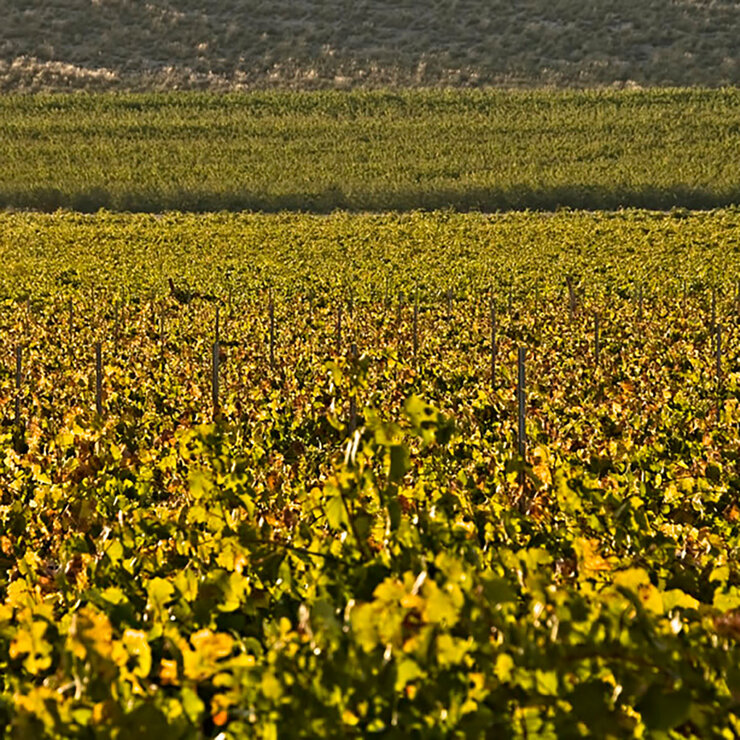 Vino Blanco Juan Gil O Fillo Da Condesa 750ml — Imagen 2 de 4