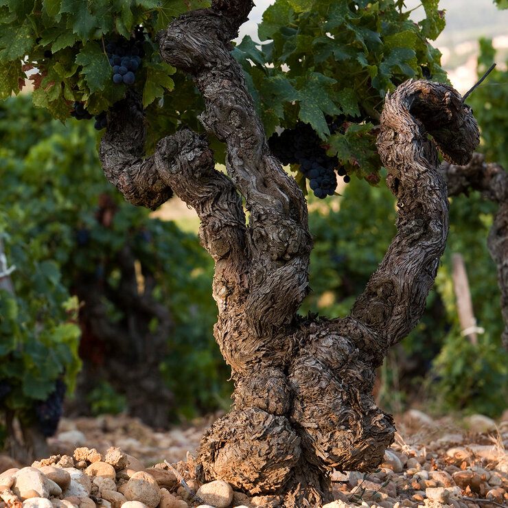 Vino Tinto Pauillac de Lynch 750ml — Imagen 3 de 3
