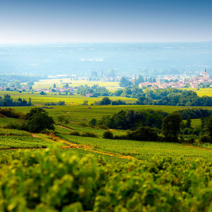 Vino Blanco Louis Jadot Pouilly Fuissé 750ml — Imagen 2 de 3