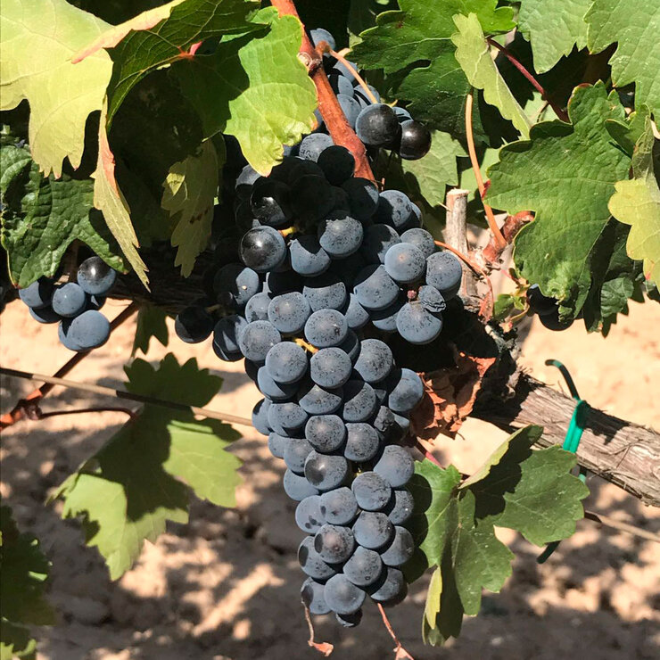Vino Tinto Tramuz 750ml — Imagen 3 de 4