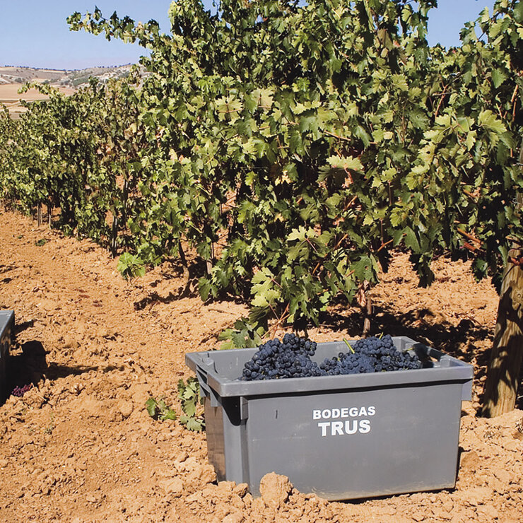 Vino Tinto Tramuz 750ml — Imagen 4 de 4