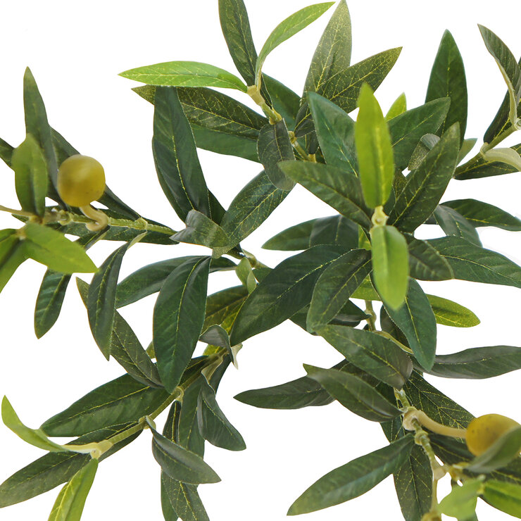 CG Hunter, Olivo De Aspecto Natural — Imagen 2 de 4