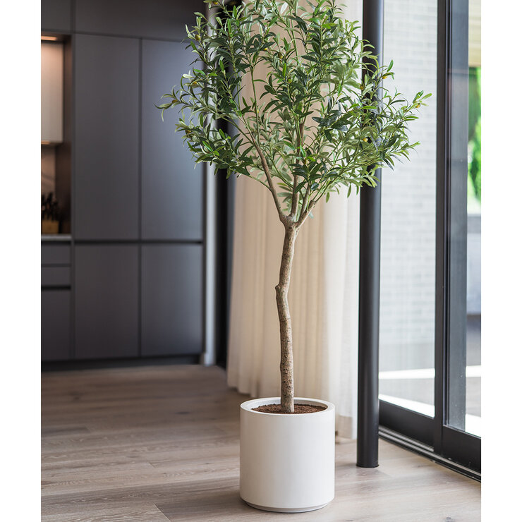 CG Hunter, Olivo De Aspecto Natural — Imagen 3 de 4
