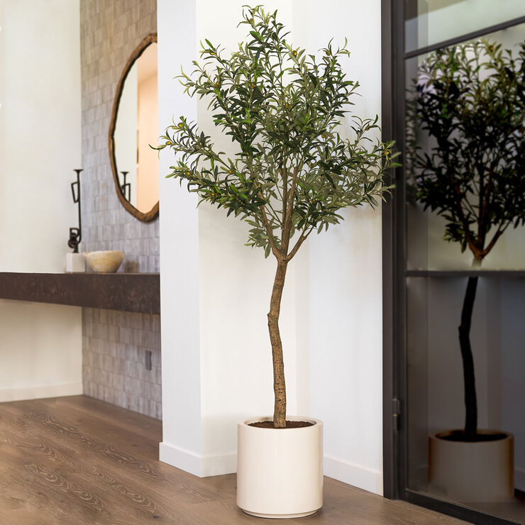 CG Hunter, Olivo De Aspecto Natural — Imagen 1 de 4
