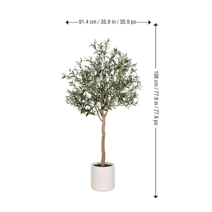 CG Hunter, Olivo De Aspecto Natural — Imagen 4 de 4