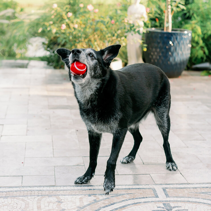 Playology Juguetes para Perro 3 pzas — Imagen 3 de 4